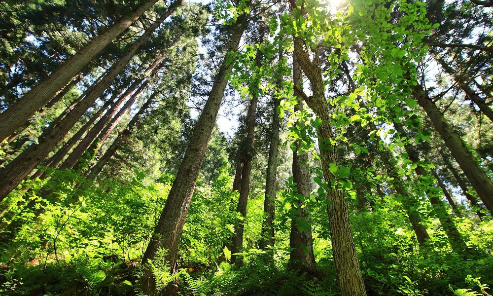 山林の管理について