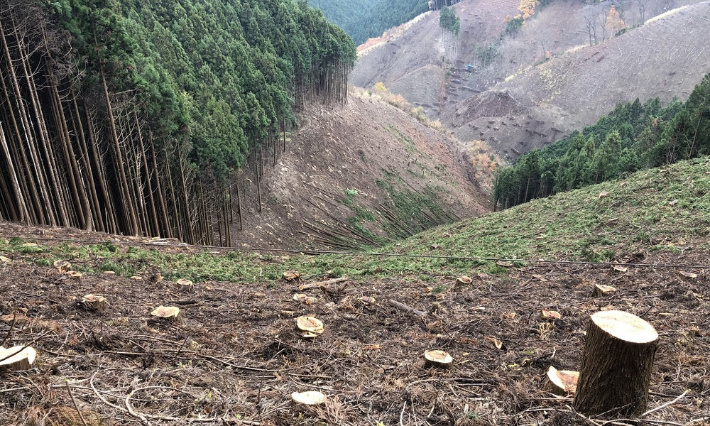 山林の伐採後について
