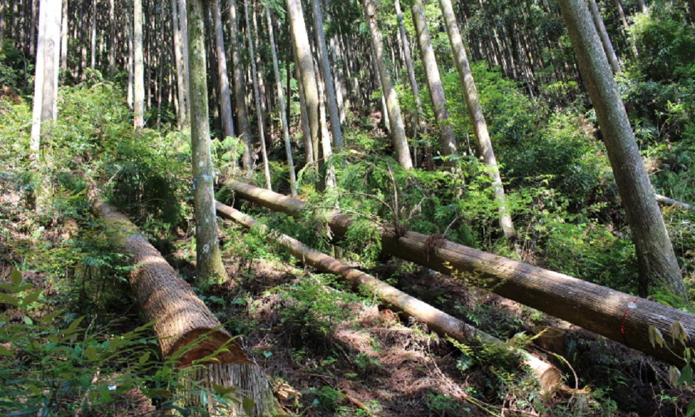 山林の間伐について